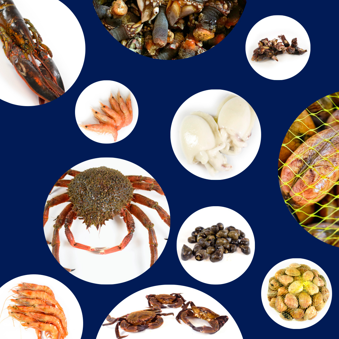 Marisco fresco-a-domicilio-en-Madrid